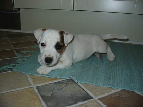 Parson russell terrier Gaia - Lille gumse i køkkenet billede 2