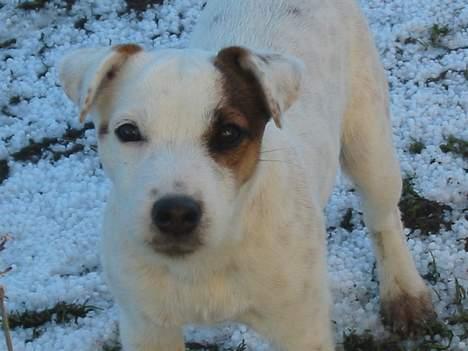 Parson russell terrier Gaia - Gaia og første sne! billede 3