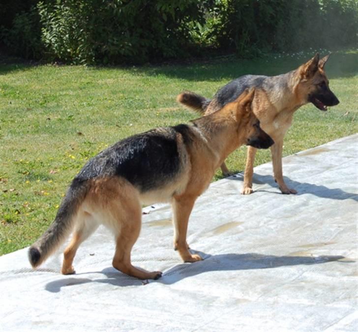 Schæferhund Smed´s Clarissa/ Luna - Luna og Liva venter på at far begynder at sprøjte med vand, Juni 2008 billede 5