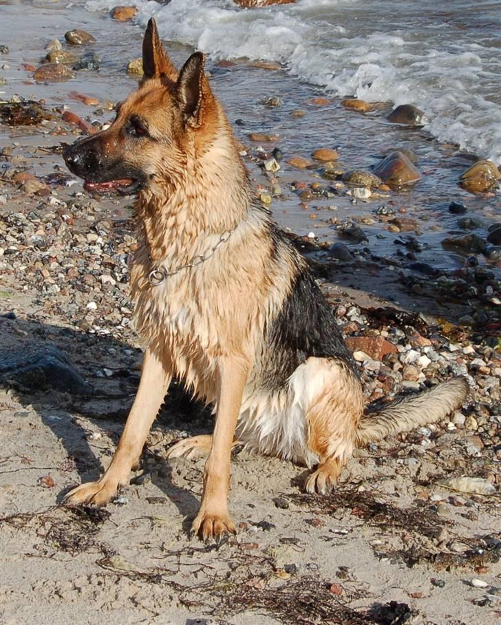 Schæferhund Smed´s Clarissa/ Luna - Luna ved vandet, maj 2008 billede 8