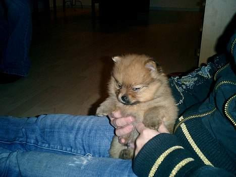 Pomeranian Stitch billede 11