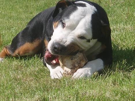 Blanding af racer soui Død 5 dec. billede 1