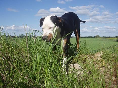 Blanding af racer soui Død 5 dec. billede 2