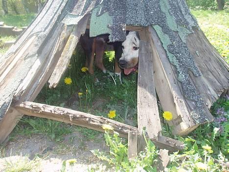 Blanding af racer soui Død 5 dec. billede 3