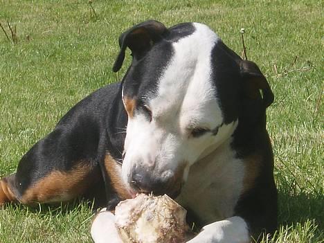 Blanding af racer soui Død 5 dec. billede 5