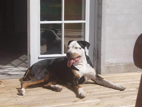 Blanding af racer soui Død 5 dec. billede 6