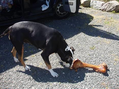 Blanding af racer soui Død 5 dec. billede 8