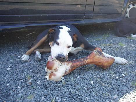 Blanding af racer soui Død 5 dec. billede 10