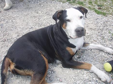 Blanding af racer soui Død 5 dec. billede 7