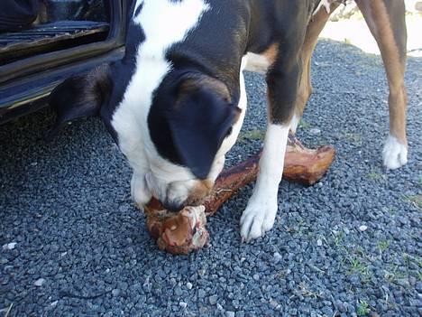 Blanding af racer soui Død 5 dec. billede 9