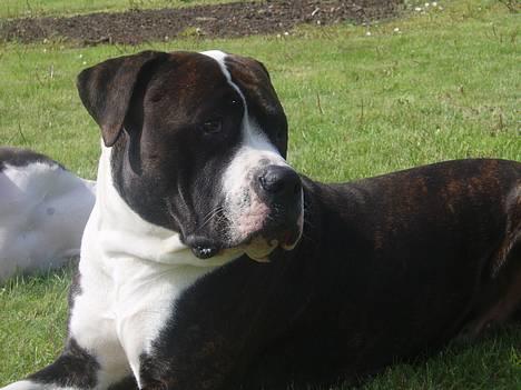 Blanding af racer Nickie DØD d.23-9-06 billede 1