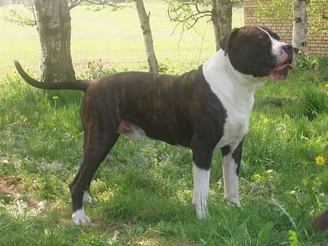 Blanding af racer Nickie DØD d.23-9-06 billede 3