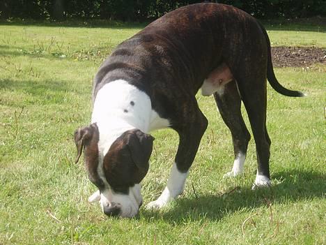 Blanding af racer Nickie DØD d.23-9-06 billede 6