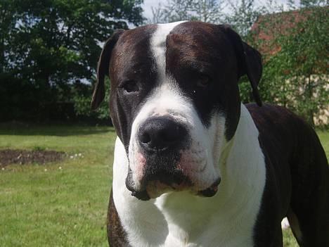 Blanding af racer Nickie DØD d.23-9-06 billede 7