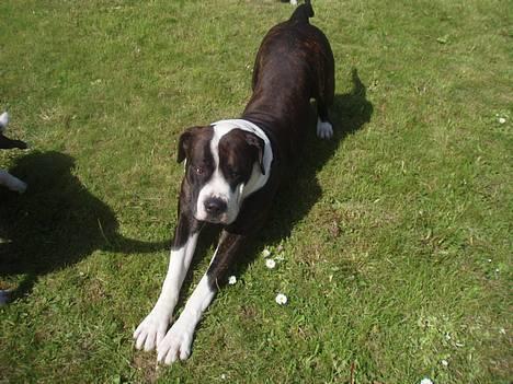 Blanding af racer Nickie DØD d.23-9-06 billede 4