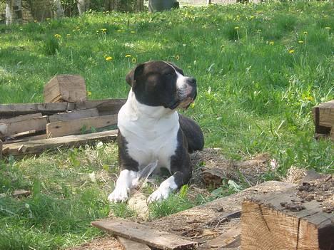 Blanding af racer Nickie DØD d.23-9-06 billede 2