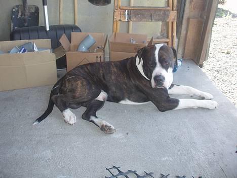 Blanding af racer Nickie DØD d.23-9-06 billede 9