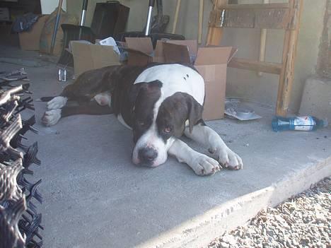 Blanding af racer Nickie DØD d.23-9-06 billede 10