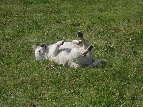 Chihuahua Chico DØD D.23-9-06 billede 1