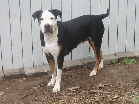 Blanding af racer soui Død 5 dec. billede 4