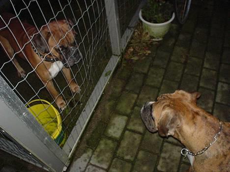 Boxer Conrad - Her er Conrad med sin far, og de var IKKE glade for at se hinanden :-( Det var godt at der var hegn imellem :-/ billede 3