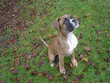 Boxer Conrad - Her er jeg så. Mit navn er Conrad, og jeg er 9uger gammel. Er lige kommet til mit nye hjem, efter rejsen fra Jylland. Hvor kan jeg starte med at lave ballade?? billede 4