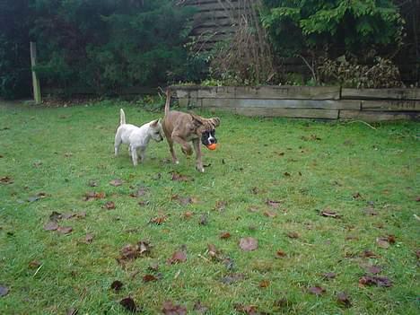 Boxer Conrad - Det er altid skægt at hapse bolden og løbe væk med den, så Coco bliver rigtig sur!! (11uger) billede 5