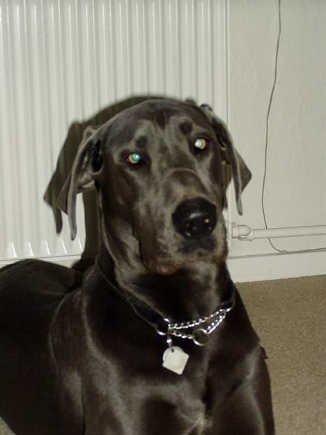 Grand danois BLUE TEMPTATION'S HOPE billede 5