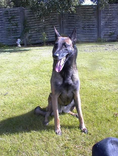 Malinois Avion billede 1