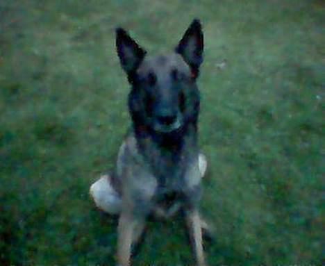 Malinois Avion billede 2