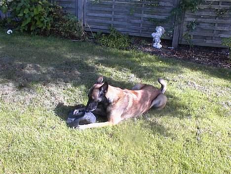 Malinois Avion billede 3