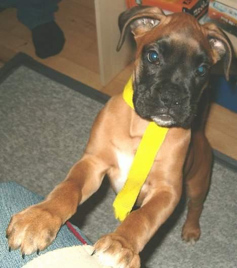 Boxer Bølle - Lille og "ny"  nov-Dec 2004 billede 1