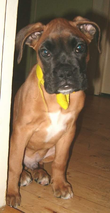 Boxer Bølle - Lille og meget "ny"  Nov. 2004 billede 2