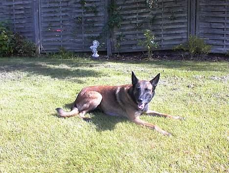 Malinois Avion billede 4