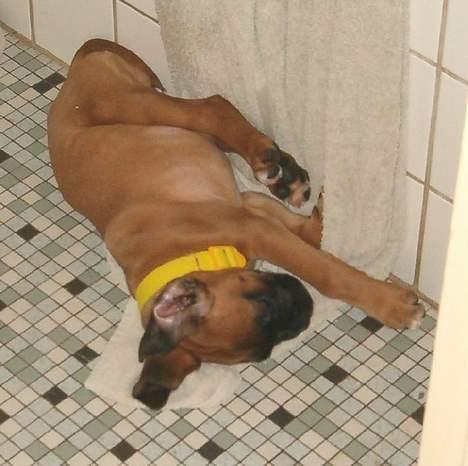 Boxer Bølle - sover på badeværelset  2004 billede 3