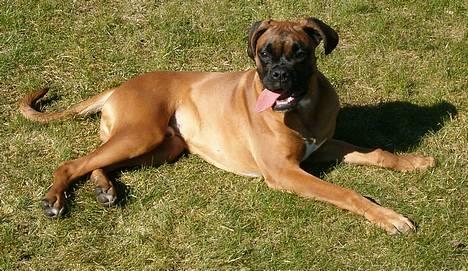 Boxer Bølle - Ligger bare og nyder solen  2005 billede 4