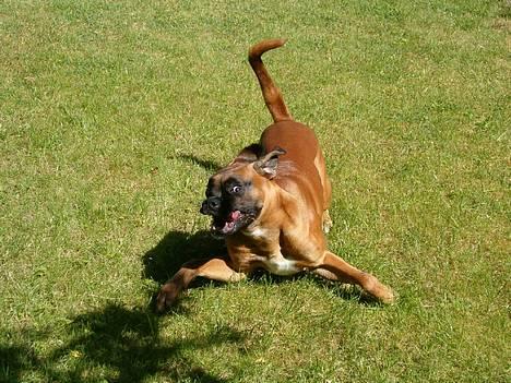 Boxer Bølle - Sådan "gasser jeg af"  2005 billede 5