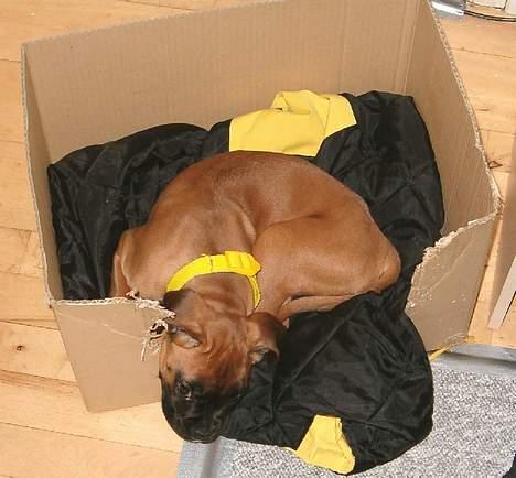 Boxer Bølle - Lille og træt !!  2004 billede 6