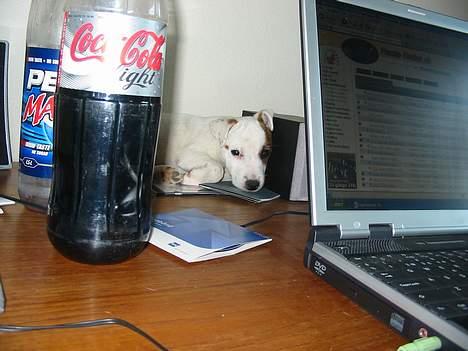 Parson russell terrier Gaia - Når min mor sidder ved computeren, så kan jeg jo lige ligge mig her! billede 5