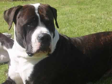 Blanding af racer Nickie DØD d.23-9-06 billede 5