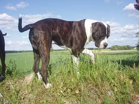 Blanding af racer Nickie DØD d.23-9-06 billede 8