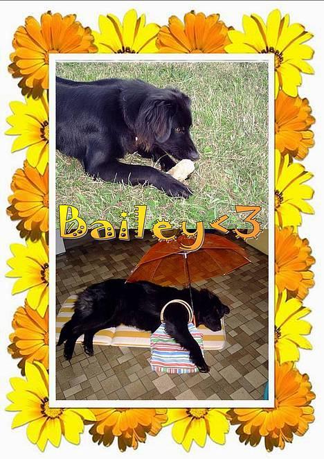 Blanding af racer Bailey*død* ;-( - Nu må solen godt snart komme......! billede 1