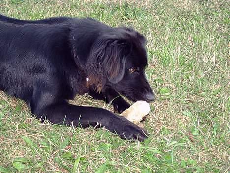 Blanding af racer Bailey*død* ;-( - gnaske gnaske dejlig tyggeben billede 2