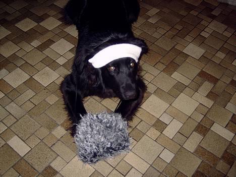 Blanding af racer Bailey*død* ;-( - Hva fanden tænker i på???? SÅ koldt er det heller ikke.....! billede 3