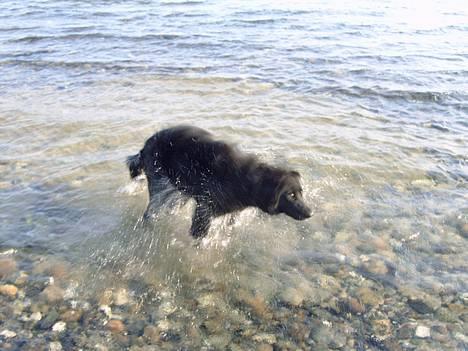 Blanding af racer Bailey*død* ;-( - PuUUuhhhha jeg er SÅ våd..! :) billede 4