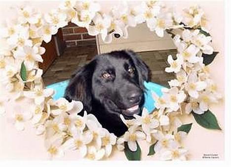 Blanding af racer Bailey*død* ;-( - Jaaa det er nu dejligt at ligge og slappe lidt af! Men hov! der er jo kommet en masse blomster på.... hvor flot! :P billede 6