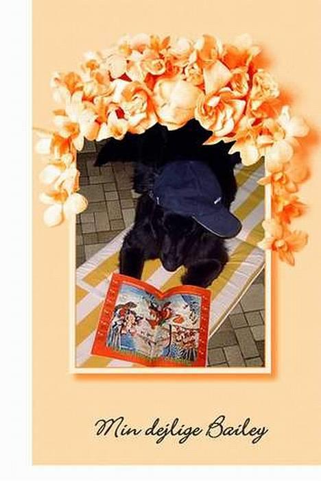 Blanding af racer Bailey*død* ;-( - År hvaaad en go´ historie.......! billede 7