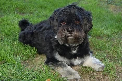 Lhasa apso Arthur billede 1