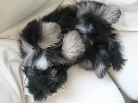 Lhasa apso Arthur billede 2