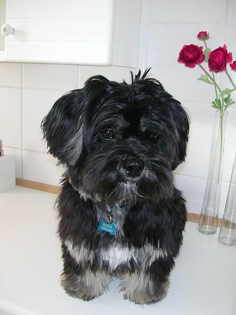 Lhasa apso Arthur billede 3